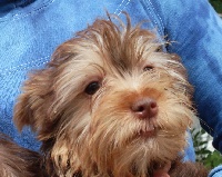 Étalon Yorkshire Terrier - Marlenka Vejvoda Dechristie