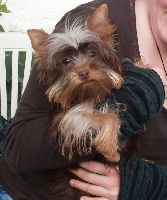 Étalon Yorkshire Terrier - Darinka Vejvoda Dechristie