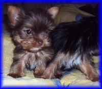 Étalon Yorkshire Terrier - Robik Vejvoda Dechristie