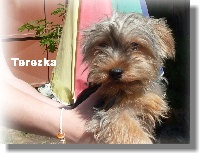 Étalon Yorkshire Terrier - Terezka Vejvoda Dechristie