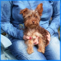 Étalon Yorkshire Terrier - Prince Vejvoda Dechristie