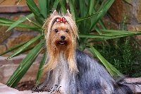 Étalon Yorkshire Terrier - Soraya casanova del castillo