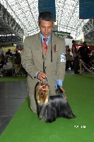 Étalon Yorkshire Terrier - CH. Mygörd Esencia
