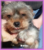 Étalon Yorkshire Terrier - Belinka Vejvoda Dechristie