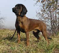 Étalon chien de Rouge de Baviere - CH. Sznaps Z Klanu Posokowcow
