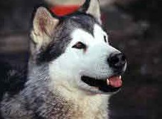 CH. Aira locomotiva severu