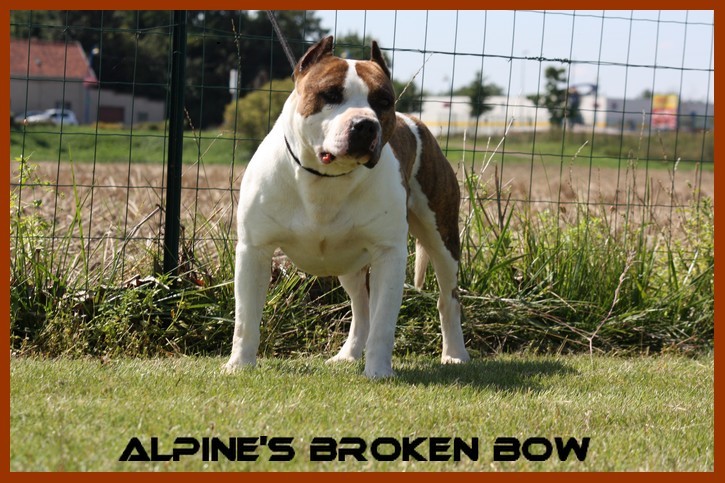 Alpine's Broken bow