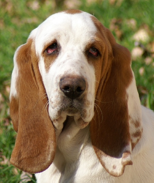 Publication : Des Ames Tranquilles Auteur : DES AMES TRANQUILLES