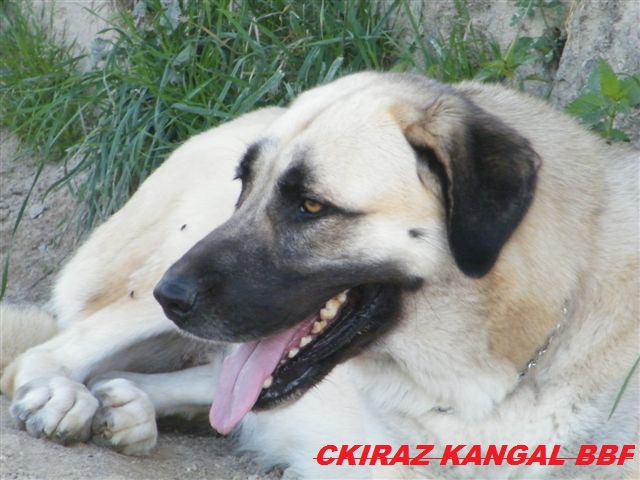 CH. C'kiraz kangal du Bonnie Blue Flag