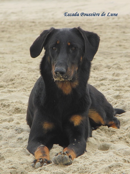 Publication : Poussière De Lune Auteur : Sylke Cierpka
