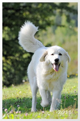 Publication : De kaillhanes 