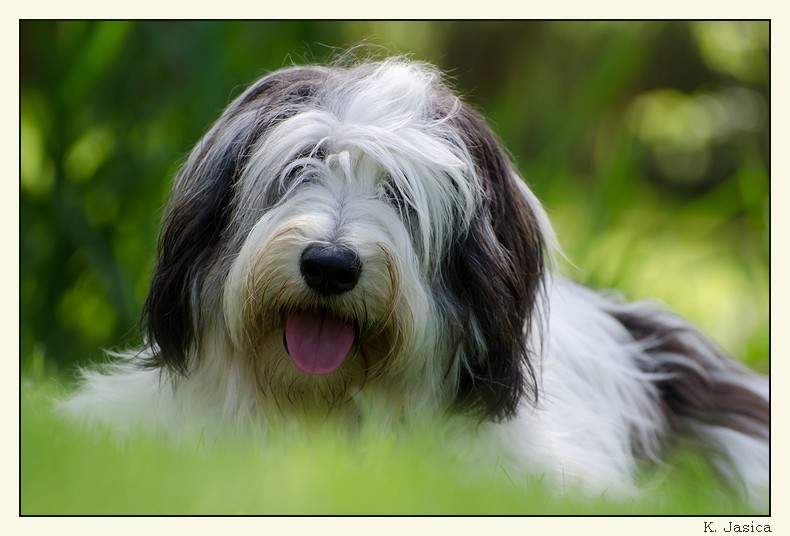 Publication : van het goralenhof 