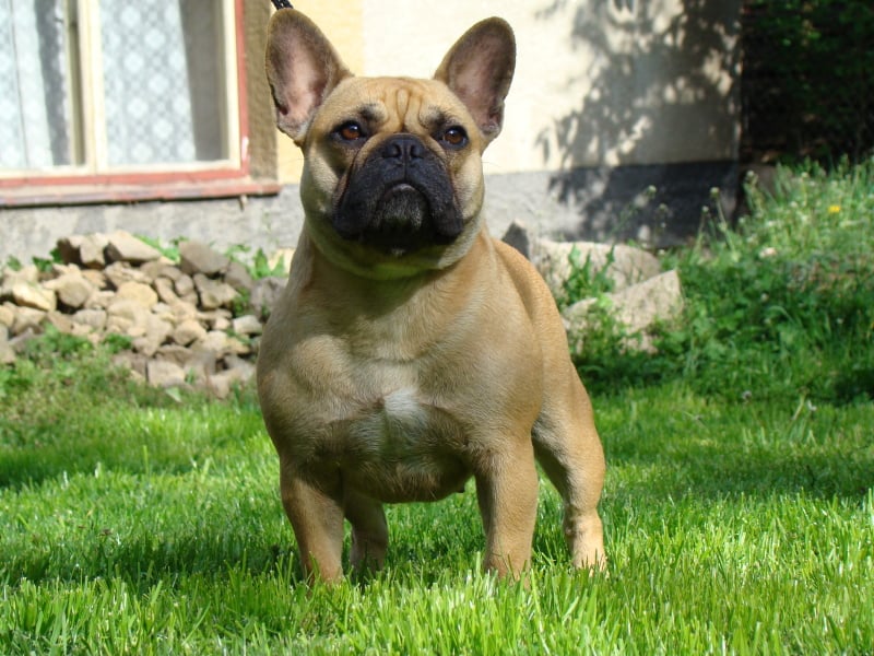 CH. Manddy psi radost