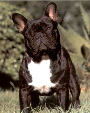 CH. Jacquella Tintin