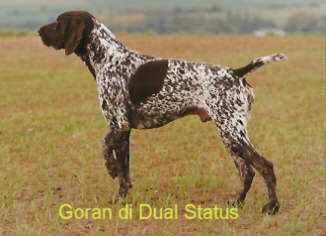Goran di dual status