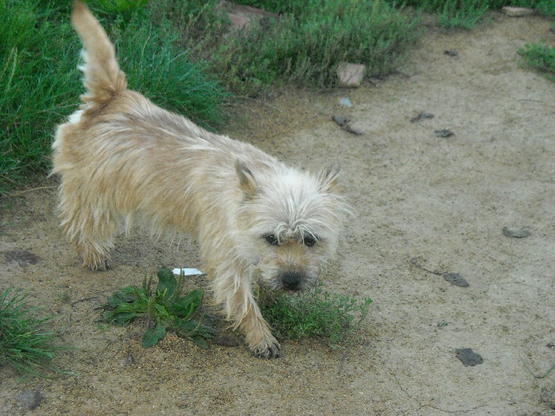 Publication : de l'antre des jacks Auteur : Loy Patrick