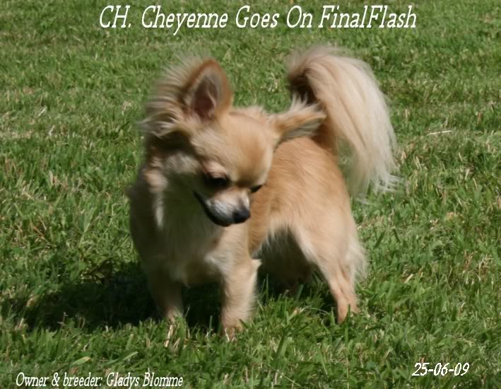 CH. cheyenne goes on Finalflash