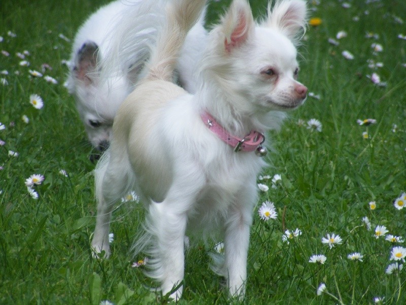 Publication : Du Bella Star