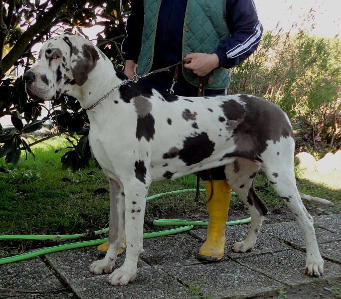 Publication : della torre di velia Auteur : della torre di velia