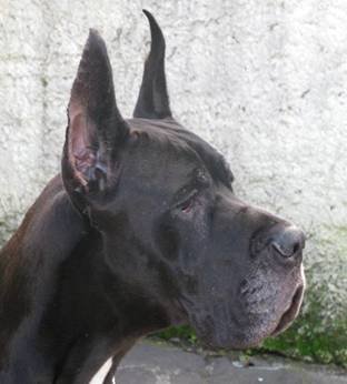 Publication : della torre di velia Auteur : della torre di velia