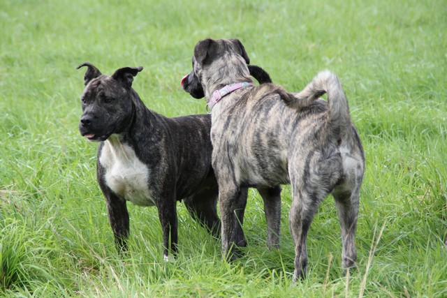 Publication : Cadeous des htes-fagnes Auteur : Thevissen Eric