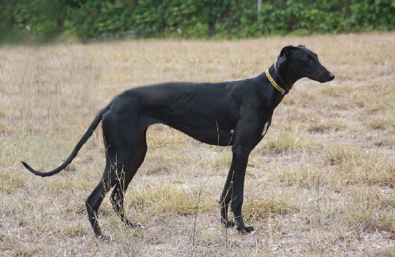 Publication : De Bassora