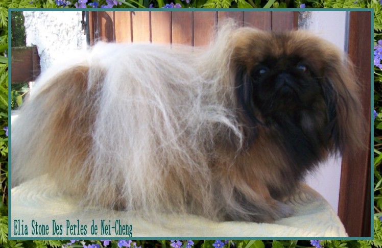 Elia stone Des perles de nei-cheng