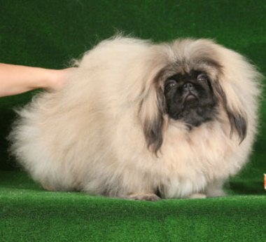 Baihuachzhou yuka iz zhasminovogo dvortsa