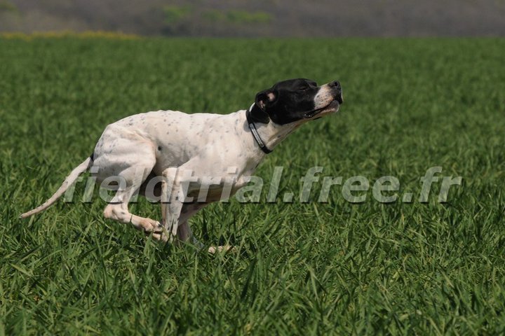 TR. D'jenio de landa gori