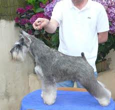 Publication : boxdema 