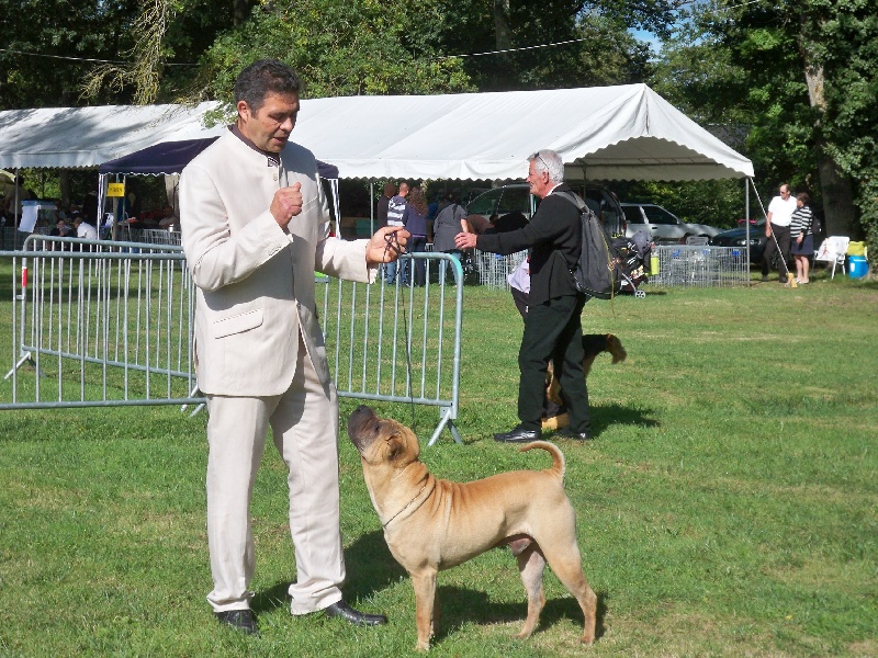 Eagle du Pays des Cerises Bleues
