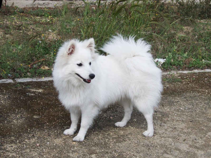 Publication : Fuyu No Hana