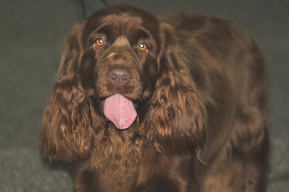 Publication : du Mas Tchou Pitchoum Auteur : D.Dchuehmacher