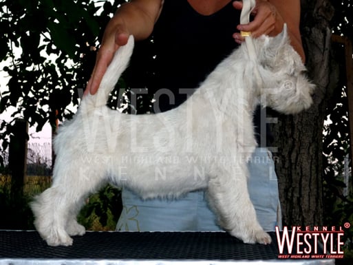 Publication : de la Terre d'Ecosse Auteur : Nagy Rénata