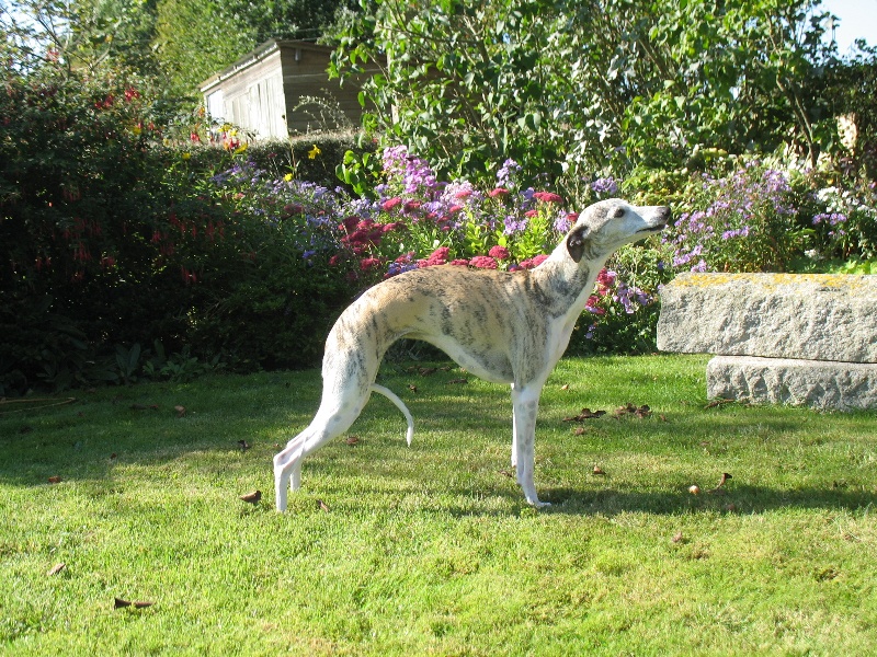 Publication : Senequet's Sand 