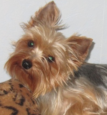 Publication : de la Pam'Pommeraie Auteur : Béatrice GRAUX