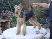 Étalon Airedale Terrier - émy des Lauriers du Patis