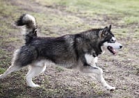 Étalon Alaskan Malamute - yellowsnow malamutes Eart to gs