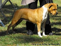 Étalon American Staffordshire Terrier - Fabulous bella De karysha