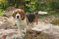 Étalon Beagle - Figue Du haut de crecy