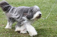 Étalon Bearded Collie - Eglantine des Volcans du Paradis