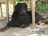 Étalon Berger de Beauce - Ecco Poussière De Lune