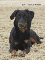 Étalon Berger de Beauce - Escada Poussière De Lune