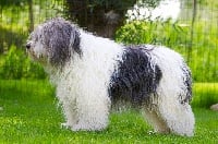 Étalon Berger Polonais de plaine - CH. Cudowna gratka dla nasz de l'alpha dabydos