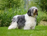 Étalon Berger Polonais de plaine - CH. Hetmanka van het goralenhof