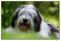 Étalon Berger Polonais de plaine - CH. Jasminka van het goralenhof