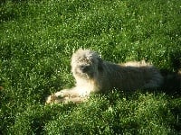 Étalon Berger des Pyrenees à poil long - épice de la vallée des Alpes