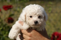 Étalon Bichon Frise - Eclipse Du Clos des Trois Rivières