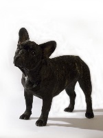 Étalon Bouledogue français - Corida Alsamar