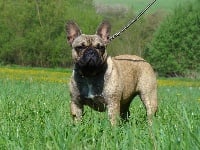 Étalon Bouledogue français - Dalila anima canis